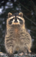 racoon